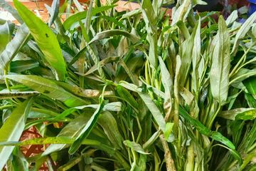 Manfaat Minum Air Rebusan Akar Kangkung yang Banyak Orang Belum Tahu