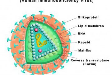 Dikenal Sebagai Salah Satu Virus Paling Pintar, Begini Cara Kerja Virus HIV Merusak Tubuh