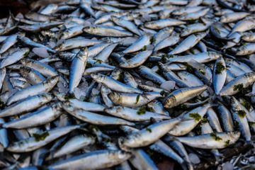 4 Pantangan Ikan Bagi Penderita Kolesterol Tinggi, Konsumsinya Perlu Dibatasi