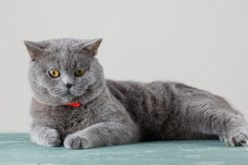 cara menghilangkan bau tahi kucing