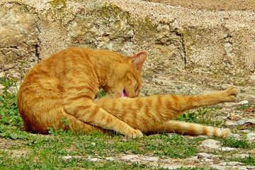 Ada berbagai alasan di balik kucing yang suka menjilsti tubuhnya sendiri.