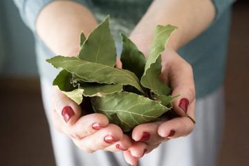 Rebusan obat kolesterol alami daun salam sebaiknya rutin dilakukan setiap hari.