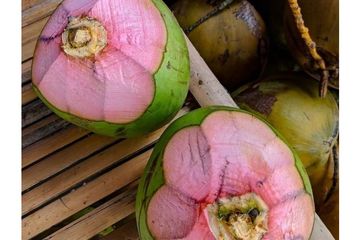 Kelapa Merah Digunakan Sebagai Pengobatan, Mulai dari COVID-19 hingga Batu Ginjal