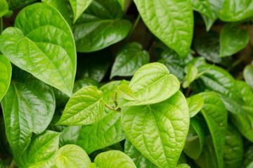 Obat alami sakit mata daun sirih, ini resepnya. 