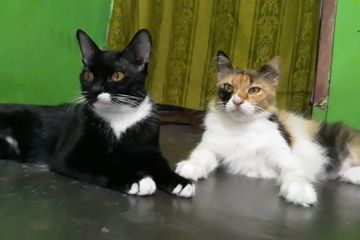 Jangan Sembarangan! Inilah Obat Manusia yang Tak Boleh Diberikan ...