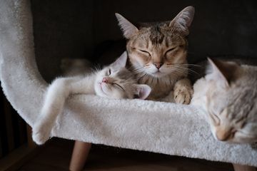 Kucing Betina Bisa Birahi Padahal Sedang Masa Menyusui Bayinya ...