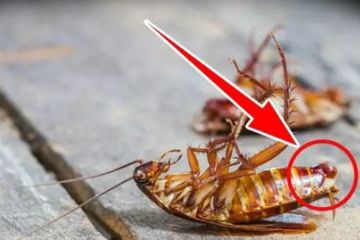 Jangan Salah Cara Membasmi Kecoak di Rumah, Kesehatan Keluarga Taruhannya