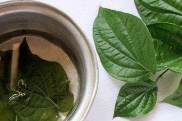 Rebusan daun sirih sebagai obat alami kutu air, kenali manfaatnya.