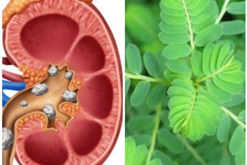 Merawat Kesehatan Ginjal dengan Daun Meniran, Simak Selengkapnya!