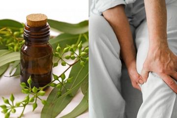 5 Tanaman Herbal Obat Nyeri Sendi Lutut, Ampuh Kurangi Rasa Sakit
