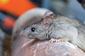 Kencing tikus membawa bakteri Leptospira penyebab penyakit.