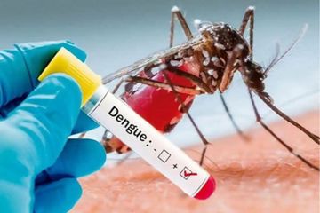 Alami demam berdarah (DBD) cobalah obat pendamping dari obat Cina untuk DBD berikut ini.