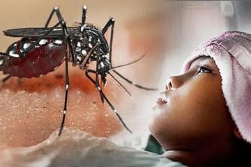 Selain Obesitas, Ini Faktor Risiko yang Meningkatkan Keparahan DBD, Kenali Tanda Kegawatdaruratannya!