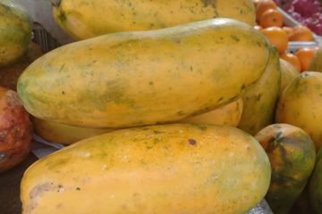 Manfaat pepaya untuk penyakit ginjal