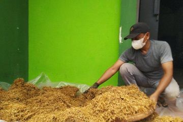 Warga Kabupaten Kudus menyulap rajangan daun talas menjadi rokok herbal pengganti tembakau, Minggu (15/1/2023).