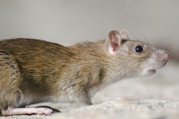 Wabah teror tikus di Pacitan membuat sejumlah orang meninggal dunia