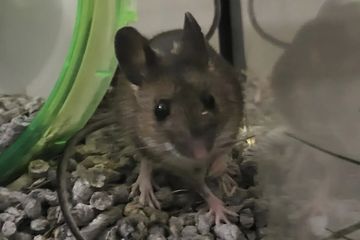 Berita Kencing Tikus Terbaru Hari Ini - Fotokita