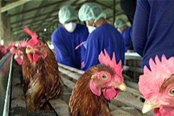Waspada Kembali Terjadinya KLB Flu Burung, Sejak Kapan Flu Burung Menghantui Indonesia? Simak juga Gejalanya di Sini