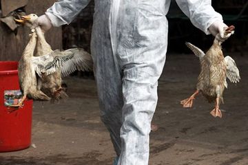 Hadapi Flu Burung Kemenkes Mengintensifkan Tim Gerak Cepat, Deteksi Sinyal Epidemiologi di Lapangan