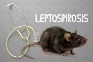 Teror Tikus di Pacitan Diawali Demam Hingga Korban Meninggal Dunia, Akibat Leptospirosis?