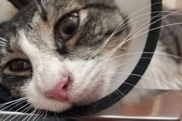 Kisaran biaya perawatan kucing di dokter hewan