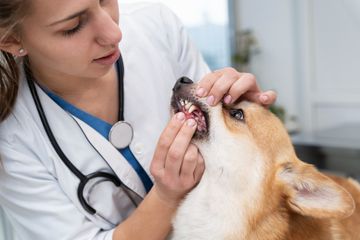 Biaya Dokter Hewan Terbaru 2023, Mulai Konsultasi Sampai Vaksin ...