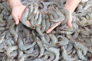 Bolehkah ibu hamil makan udang?