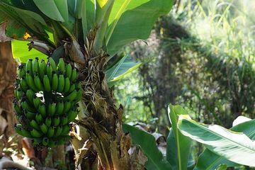 manfaat batang pohon pisang untuk kesehatan