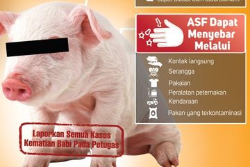 Ketahui apakah flu babi Afrika dapat menyerang manusia.