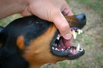 Perlu Waspada, Kenali Gejala dan Penyembuhan pada Virus Rabies ...