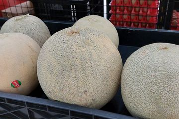 Moms bisa cari tahu selengkapnya apa saja manfaat buah melon untuk ibu hamil maupun janin berikut ini. Salah satunya bisa mencegah cacat tabung saraf pada bayi.
