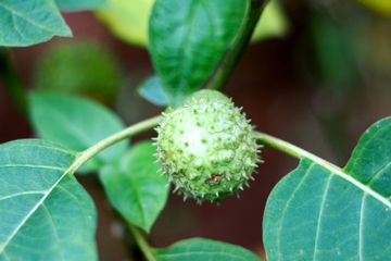 Jangan Sembarangan, Manfaat Buah Kecubung yang Perlu Diperhatikan