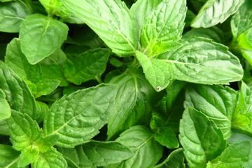Tanaman obat untuk hipertensi, salah satunya daun kemangi