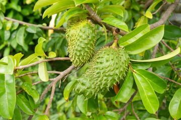 Manfaat daun sesak untuk mengatasi masalah tubuh, terutama kolesterol.