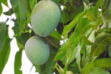 Manfaat daun mangga untuk kesehatan