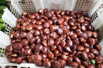 Baunya Bikin Banyak yang Ogah, Ternyata Ini Manfaat Makan Jengkol untuk Kesehatan Wanita