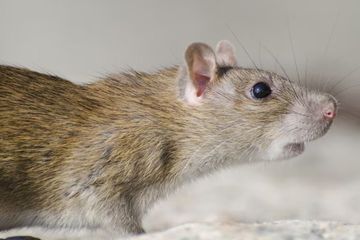 Jangan Sampai Makanan di Rumah Digigit Tikus! Ini Sederet Bahaya Penyakit dan Virus yang Bakal Muncul