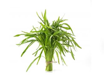 Manfaat Kangkung untuk Pria, Mulai dari Peningkatan Kesehatan Hingga Vitalitas