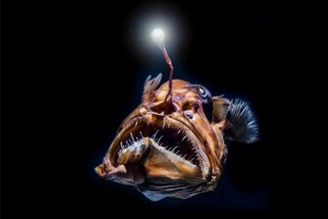 Dunia Hewan: Mengapa Ikan Laut Dalam Terlihat Seperti Alien? - Semua  Halaman - National Geographic