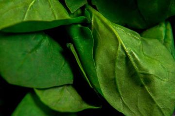 Manfaat daun sirih untuk kesehatan