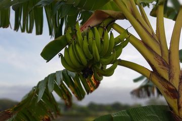 Batang pisang mengandung berbagai nutrisi penting.