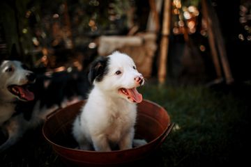 Menjaga dari hewan liar, merupakan cara mencegah rabies.