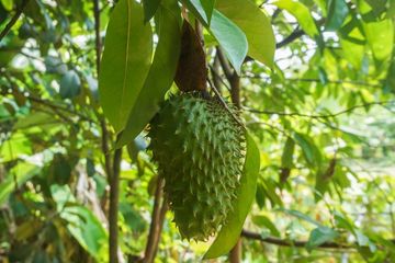Cara menggunakan daun sirsak untuk asam urat