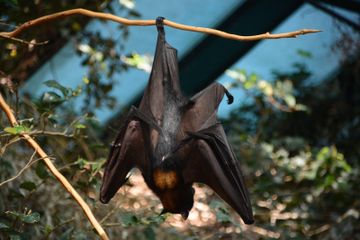 Infeksi Virus Nipah Bisa Terjadi di Indonesia, Bagaimana Mencegahnya?