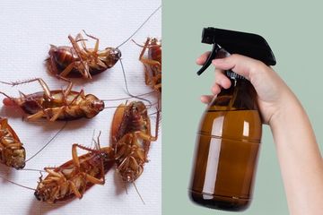 Kecoa Ngacir, Kalau Disemprot dengan Larutan dari Kayumanis, Cuka dan Sabun  Cair, Cara Buatnya Praktis! - Semua Halaman - Sajian Sedap