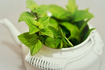 Manfaat Daun Insulin  bagi Pengidap Diabetes dan Cara Mengolahnya
