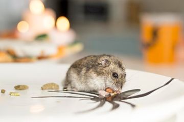 bahaya kotoran tikus