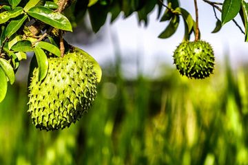 Manfaat daun sirsak untuk menyembuhkan kanker karena kandungan senyawa aktif.