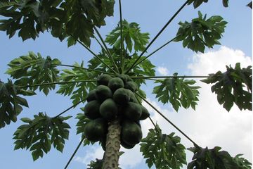 Manfaat Luar Biasa dari Air Rebusan Pepaya Muda, Kaya Akan Nutrisi dan Kesehatan