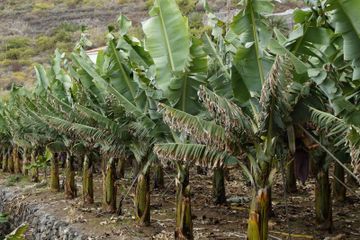 Manfaat Akar Pisang yang Sering Terabaikan, Pilihan Terbaik untuk Pencernaan Sehat
